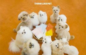 반려견 자연식 전문 브랜드 씽크라이크펫, 디렉터스컴퍼니와 협업한 바이럴 필... - 뉴스 썸네일 이미지