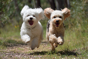 "우리 강아지 아토피약 좀..." 제약업계, 앞다퉈 반려동물 신약 개발 - 뉴스 썸네일 이미지